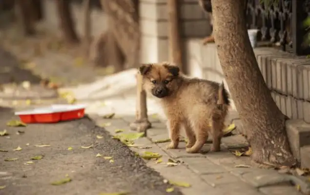 It's a dog, a dog