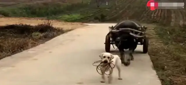 A pet dog growing up in the country. He comes home every day with a cow. Hands