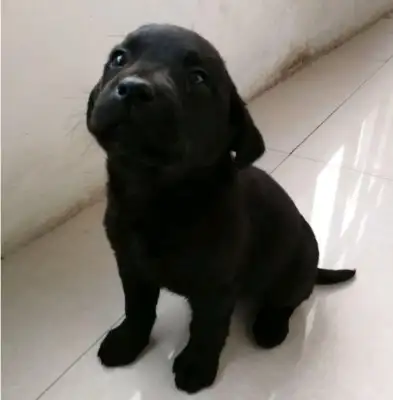 I'm sorry that the homeless black dog is starving and looking for food on the street and being kicked off by the road