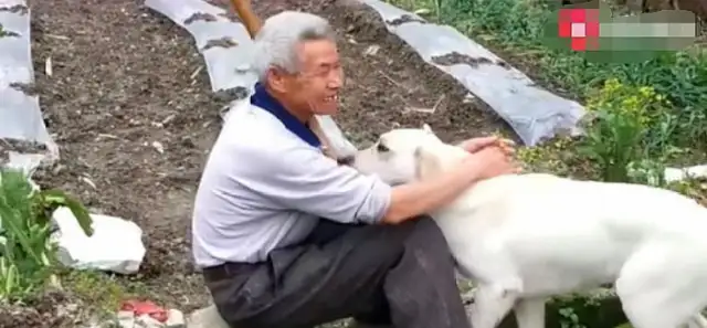 A pet dog growing up in the country. He comes home every day with a cow. Hands