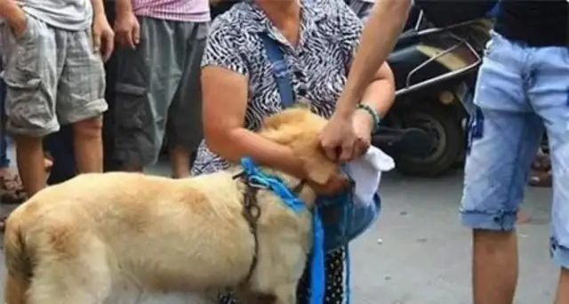 Weinzhou's dog-loved dog-driving farce