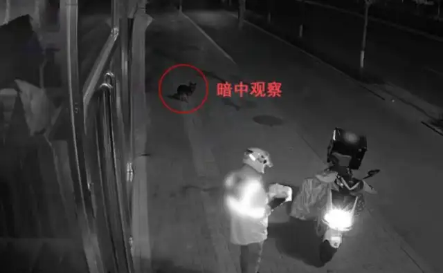 It's a dog, a dog