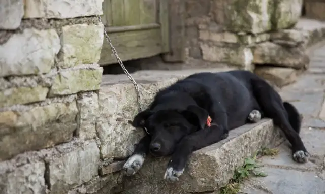 The old man died and the dog was adopted without a drop of water