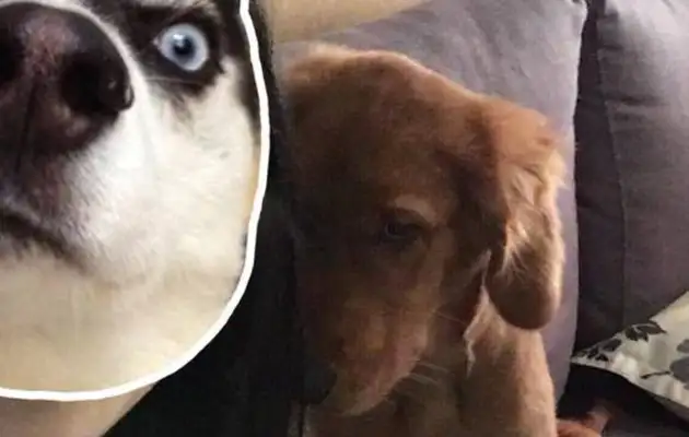 We can't be friends if you have dogs like this