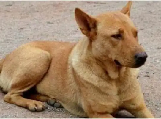 The dog screamed in the yard, thinking many people stole chickens and ran to see the scene