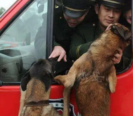 It's good to have a dog, not only to accompany the child, but also to cure