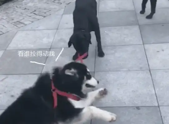 Two Harleys don't want to go home, forced by his partner. Dog: Don't lose your dog