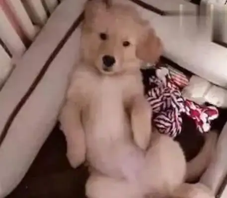 The net bought a golden fur dog and the owner laughed when the delivery came home