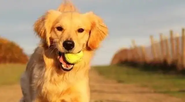 The dog is a good dog, but the owner is not necessarily a person. The dog's tragedy is caused by the owner
