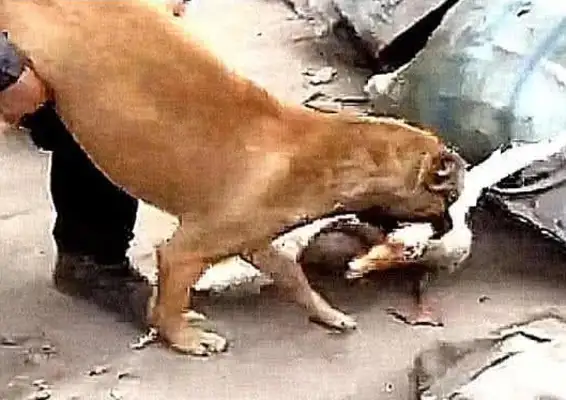 The dog screamed in the yard, thinking many people stole chickens and ran to see the scene
