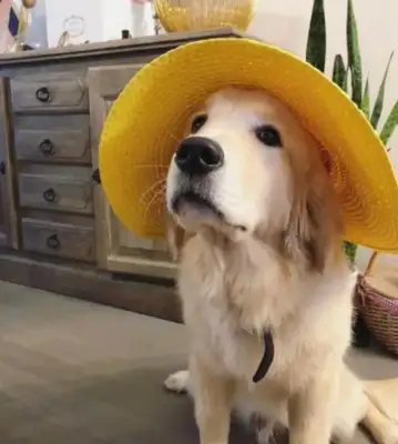 The net bought a golden fur dog and the owner laughed when the delivery came home