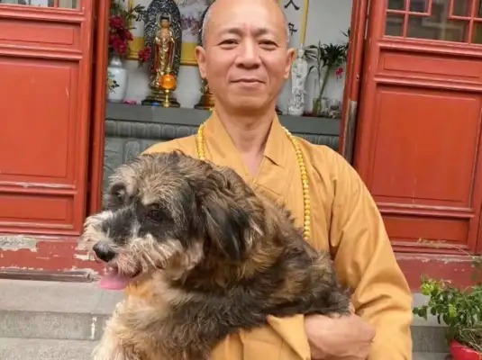 Saved more than 5,000 stray dogs in 27 years. The monks have no time to read