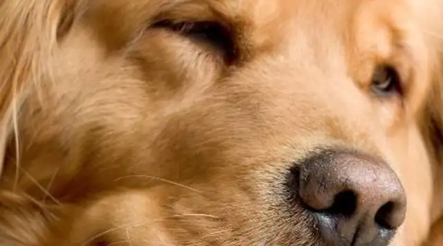 The dog is a good dog, but the owner is not necessarily a person. The dog's tragedy is caused by the owner