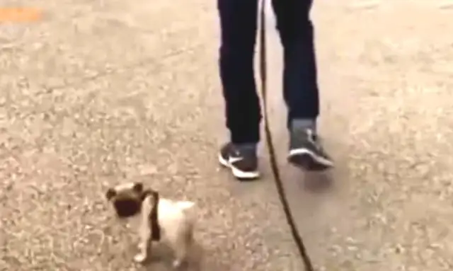 When the dog walks, it's broken and the master doesn't notice it. The dog's voice is funny