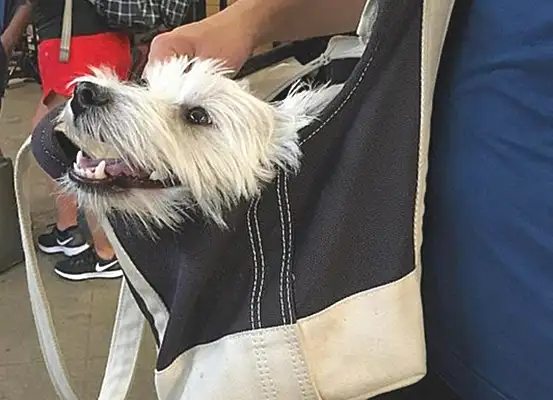 To get a dog on the subway, the shit-popping officers are out
