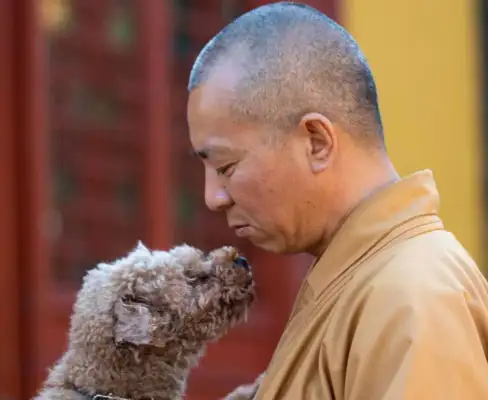 Saved more than 5,000 stray dogs in 27 years. The monks have no time to read