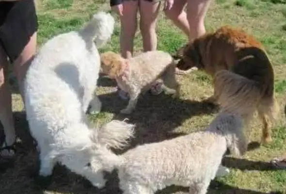 It's good to have a dog, not only to accompany the child, but also to cure