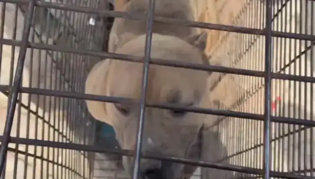 He was sold into a cage