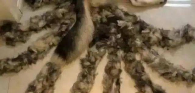 The girl accidentally found the dog growing nine tails and screaming: the monster