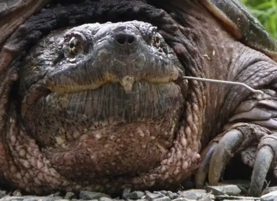 The teacher was accused of throwing a sick puppy to the ferocious tortoise and was acquitted..