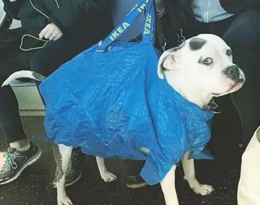 To get a dog on the subway, the shit-popping officers are out