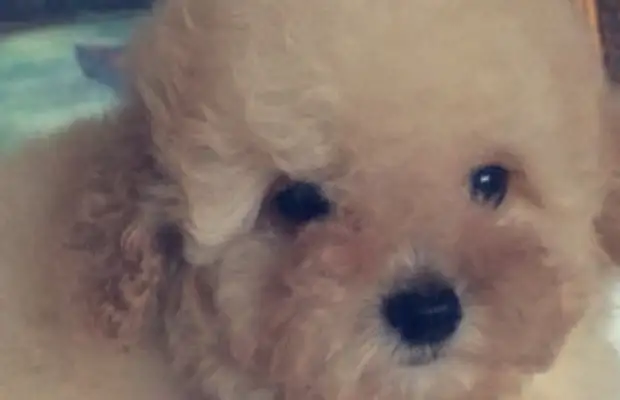 For a week on a business trip, she put Teddy in the care of his brother's boyfriend