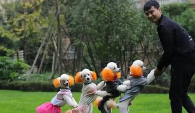 It's good to have a dog, not only to accompany the child, but also to cure