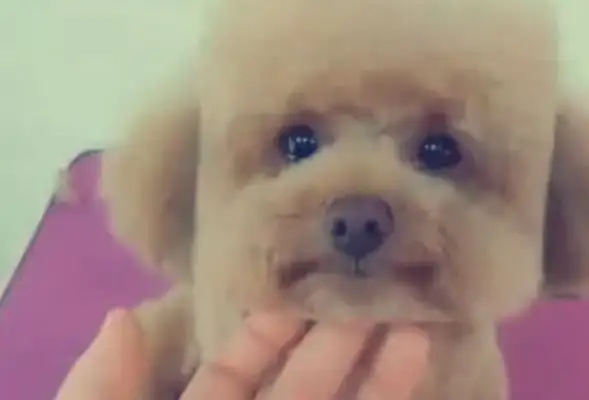 For a week on a business trip, she put Teddy in the care of his brother's boyfriend
