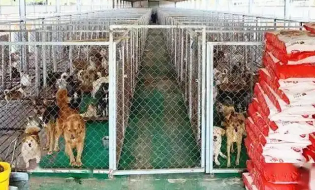 Saved more than 5,000 stray dogs in 27 years. The monks have no time to read