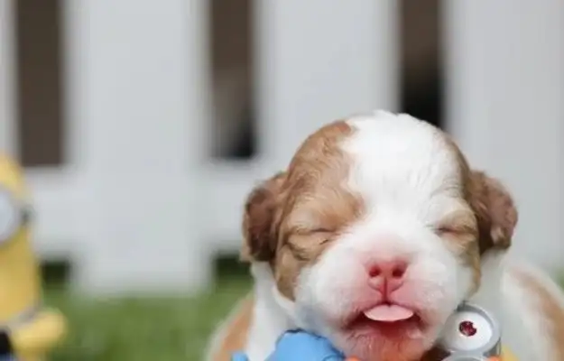 The teacher was accused of throwing a sick puppy to the ferocious tortoise and was acquitted..