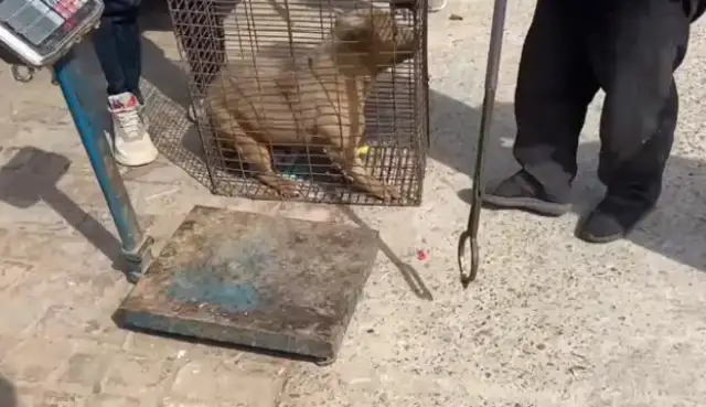 He was sold into a cage