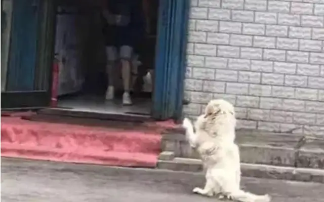 The stray dog kept playing with the girls, who were curious, looking at the past!