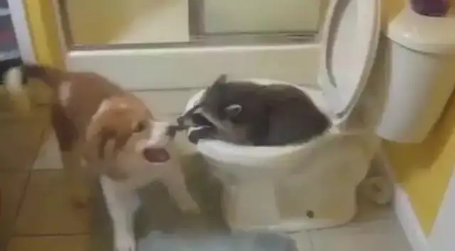 A raccoon has a toilet seat, a dog can't listen to it, and it's expensive to wash food anywhere
