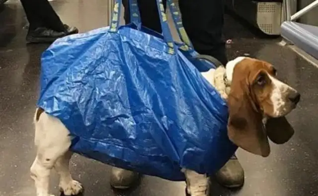 To get a dog on the subway, the shit-popping officers are out