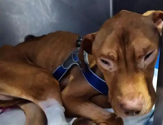 A scrawny stray dog full of stones in his stomach
