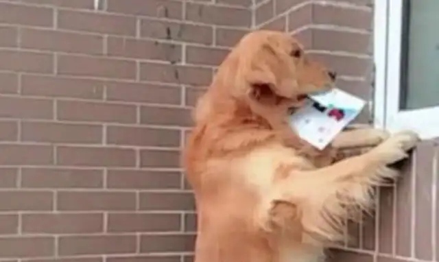 The dog bit a piece of paper and went to the store to buy sausages. Drop it