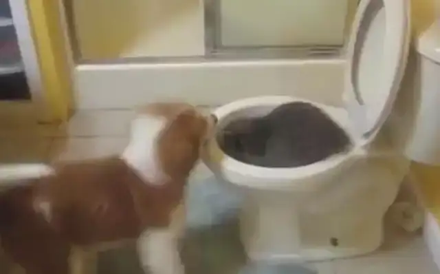 A raccoon has a toilet seat, a dog can't listen to it, and it's expensive to wash food anywhere