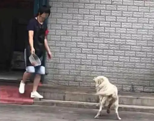 The stray dog kept playing with the girls, who were curious, looking at the past!