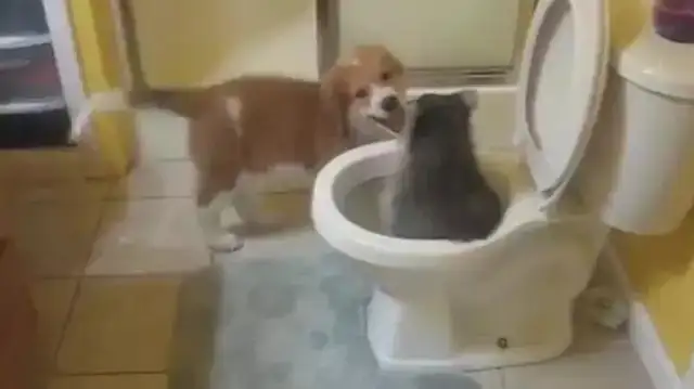 A raccoon has a toilet seat, a dog can't listen to it, and it's expensive to wash food anywhere