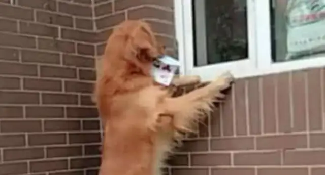 The dog bit a piece of paper and went to the store to buy sausages. Drop it
