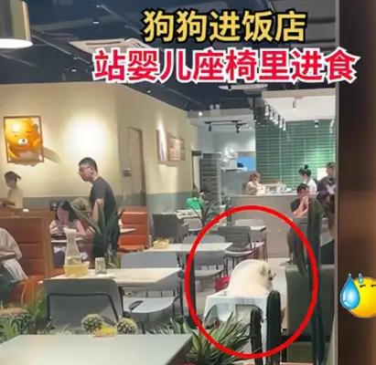 Citizens take pet dogs into the baby seats at the hotel and get pissed off by netizens
