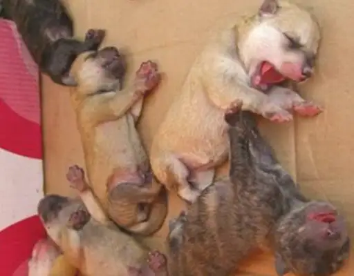 It's a shocking first sight, and the crowd wants to adopt it!
