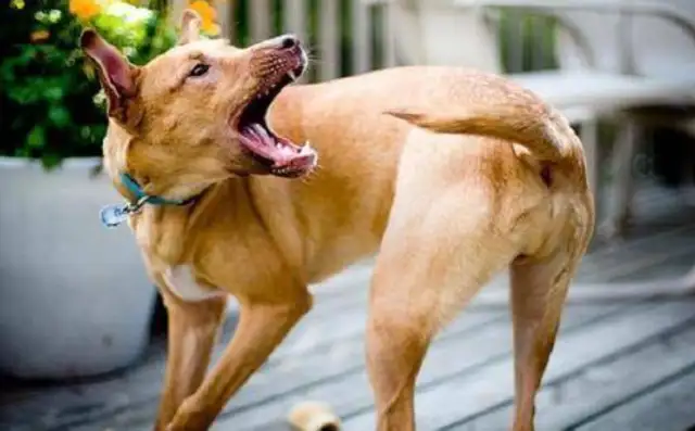 Liaoning Shenyang, the man came home from night shift and the neighbor's dog came out and bit him a few times! Fly