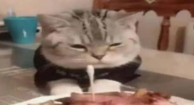 Cats are sad looking at a flower cake. Is that the end of it? "I'm afraid it's a dog."