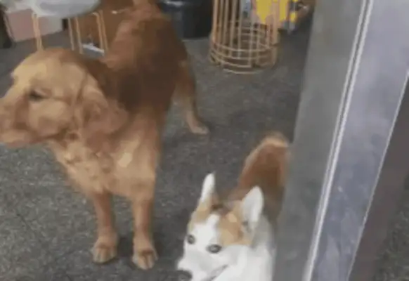 The two dogs know how to fight