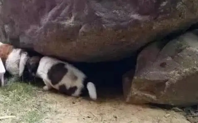 The stray dog kept playing with the girls, who were curious, looking at the past!