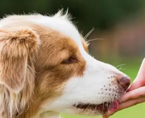 It's good to have a dog, not only to accompany the child, but also to cure