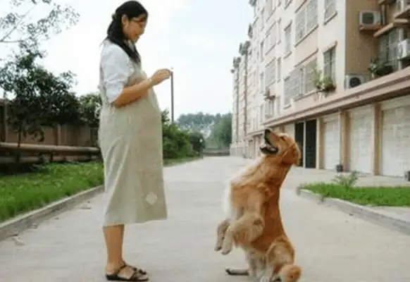 Why do dogs like pregnant women more than ordinary people? It's often because of the smell of pregnant women
