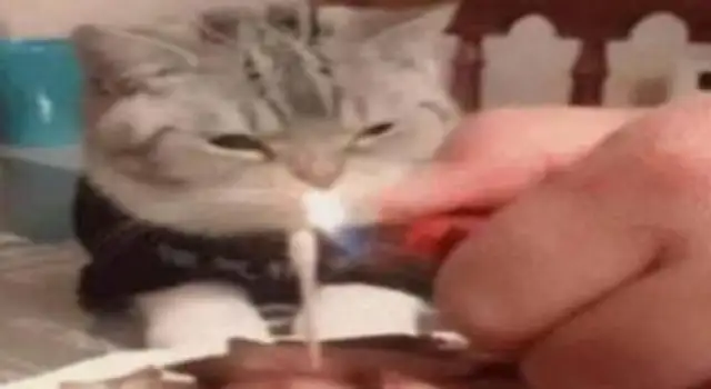 Cats are sad looking at a flower cake. Is that the end of it?