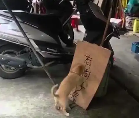 The dog knows the owner's selling them and then messes up everything